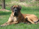 1-powazny-pan-dog-4909_150x0