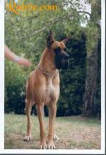 4-satchmo-424_150x0