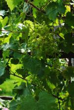 6-winogronka-7566_150x0